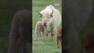 Rare white bison born in Evanston, Wyoming!