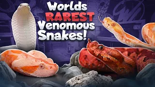 RAREST Venomous Snakes IN THE WORLD!