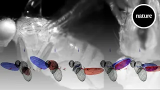 AI and robotics demystify the workings of a fly's wing