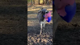 #shorts  Donkey Gets a New Ball for Christmas