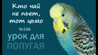 Учим попугая говорить "Кто чай не пьет, тот цьмо" 🎧 Урок для попугая №158