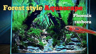 STEP BY STEP JUNGLE STYLE AQUASCAPE FOR PHOENIX RASBORA