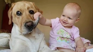 Bayi Ketawa Hysterically Pada Anjing. Kompilasi [Hd Baru]