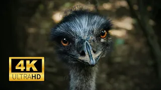 Relaxing Music, Stress Relief Music, Sleep Music, Ostrich birds in 4K #relaxingmusic #nature #birds