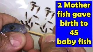 2 Mother fish gave birth to 45 baby fish - Blue princess cichlid fish 😍🐬👍🙏