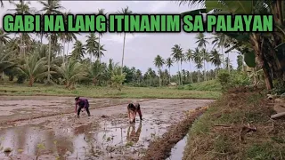 RICE FARMING:GABI NA LANG ITANIM  PAMALIT SA PALAY