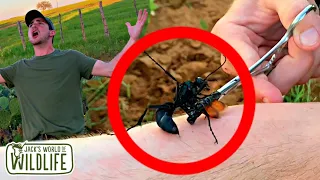 TARANTULA HAWK WASP STING GONE RIGHT!!!