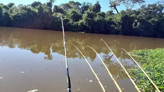 Pescaria Raiz de curimba e Piau usando tripa de frango e massa Rio turvo Pontes gestal