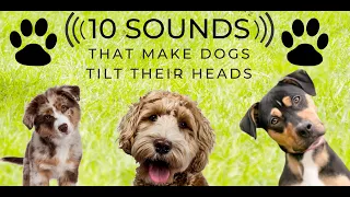 Head Tilt - 10 Sounds that make dogs love - Turn the sound up and play along. Countdown