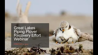 Great Lakes Piping Plover Recovery Effort Webinar