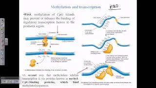 DNA methylation