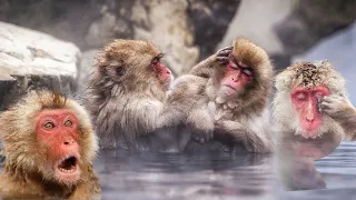 Snow Monkeys: Japanese Macaques Life in the Snow | Snow Monkeys Hot Springs