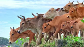 Sapi Lembu Ramai-ramai turun ke Ladang sawah - Bunyi sapi memanggil kawanan🐄🐮🐮
