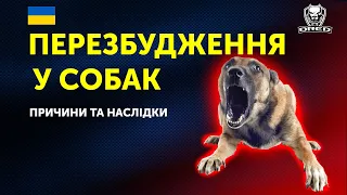 🇺🇦ЧОМУ СОБАКА ПЕРЕЗБУДЖУЄТЬСЯ? | ПРИЧИНИ ТА НАСЛІДКИ