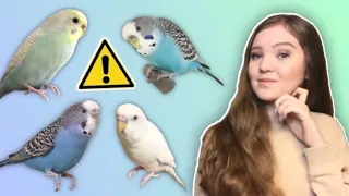 What You Need to Know Before Getting a Budgie! *THE TRUTH About Budgies as Pets*