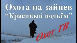 Охота на зайцев - Красивый подъём зайца