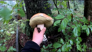 grzyby 2022 borowiki giganty część 2 boletus edulis