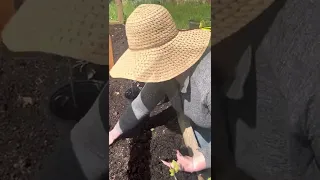 Planting Tomatoes Sideways: Putting Tomatoes to Bed.