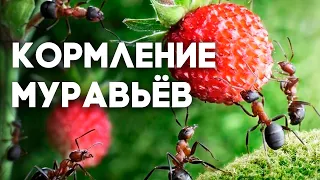 КОРМЛЮ ВСЕХ СВОИХ МУРАВЬЁВ И ДРУГИХ ПИТОМЦЕВ В ОДНОМ ВИДЕО! Муравьи, скорпионы и тд  Димон и пумба