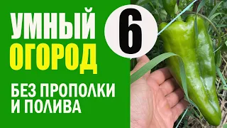 Умный Огород - 6 ч. ОТВЕТЫ и РЕЗУЛЬТАТЫ. Не Нужно Поливать и Пропалывать. Урожайный Огород