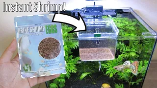 How to Hatch Brine Shrimp Eggs with NO Equipment  | NO Air Pump Easy Setup
