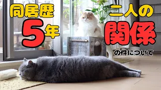 【猫の多頭飼い】二匹の猫たちは一緒に5年も暮らすとこうなっちゃうんですｗ