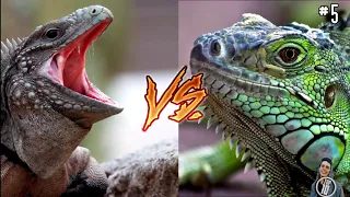 14 CRAZIEST Animal Fights Caught On Camera