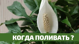 Спатифиллум, Полив  без Просушки