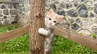 Cute playful kittens and a caring mother cat are waiting for me every day 🥰