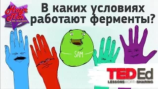 👩‍🔬 Для чего нужны ферменты? Какие условия для их работы? [ ted ed на русском ]