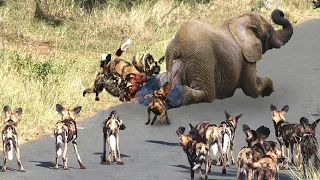 This Is How Animals Say Goodbye to the Dead in The Jungle