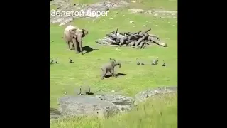 Смешное видео Шустрый слоненок