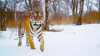 Best Snow Animals | Top 5 | BBC Earth