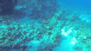 Scuba Diving in the Red Sea Sharm El Sheikh