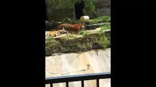 Tigers at the Tulsa Zoo