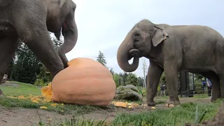 One Hour Of Elephants Squishing And Crunching Giant Pumpkins