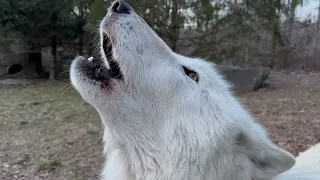 Beautiful Wolf Howls During a Winter Sunset