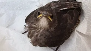 A Baby Blackbird Rescue!
