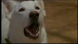 Amazing Dog in WHITE DOG (1982) Scene 2