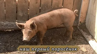 Поросёнка у нас ещё не было