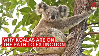 Why Australia's koalas are on the path to extinction