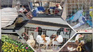 Rynek Łomża 🕊🐔🐤🦃🦆🐟🐍🦈🌺 gołębie kury kaczki gęsi króliki indyki rybki kwiatki perliki