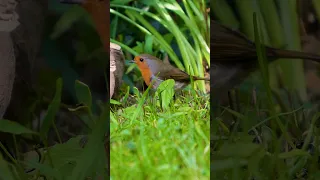 Bird Sounds - The Haunting Song of the European Robin #shorts