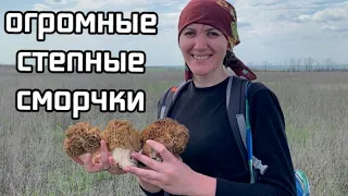 Степных сморчков так много - еле унесли и приготовили! Тихая охота в Ростовской области 2021