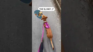 The many walking styles of a vizsla 🐶🧡 #vizsla #puppy #shorts