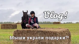 Vlog! День рождения на конюшне!