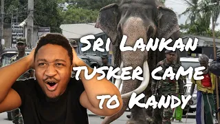 Sri Lankan tusker came to Kandy with government security #tusker #lage #hugeelephant Reaction