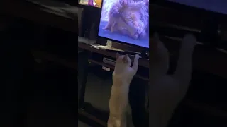 My Cat Reacts to "Mufasa's Death" - The Lion King