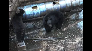 Very DRAMATIC Bear Kill With Bow At 10 Yards