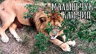 ❤️Лев МАЛЫШ, два толстяка и почти весь бомонд..Тайган.Lion Malysh and company.Safari Taigan